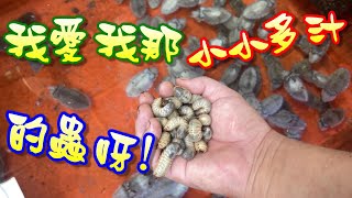 【多採多汁遊樂園】雞母蟲餵食秀第二季來了 這次補齊上次沒餵到的三種員工吧!!!