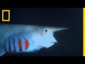 Goblin Shark Characteristics and Behavior