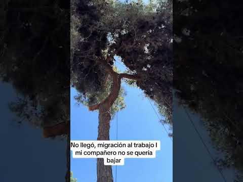 Migrante Se Baja???