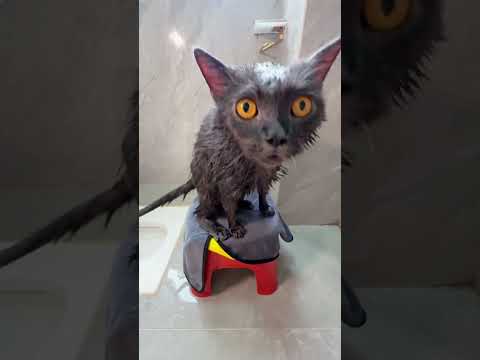 Do you dare show this to your cat?#cat #catbath #catshorts #catlovers #catvideos #foryou #fypใท
