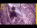 Feral Cats and Their Impact on Wildlife