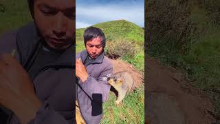 Cute Wild animal bobak marmot or prairie dog 270