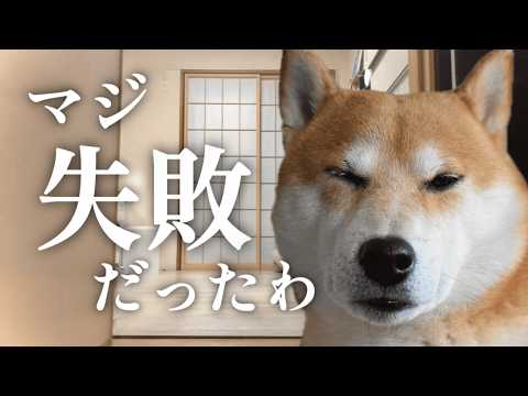 月２回の風呂契約を後悔する柴犬こむぎと里山の仲間たち【あるじのステップ】