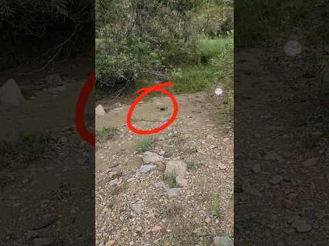 Found it after one hour