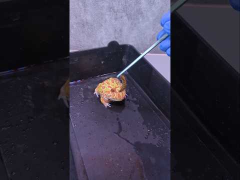 Crabs update #crab #animal #pet #fish #frog