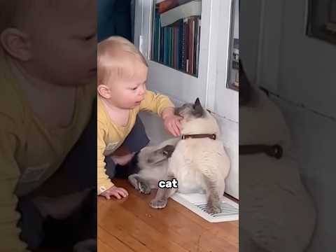 The cat was not expecting that 💀