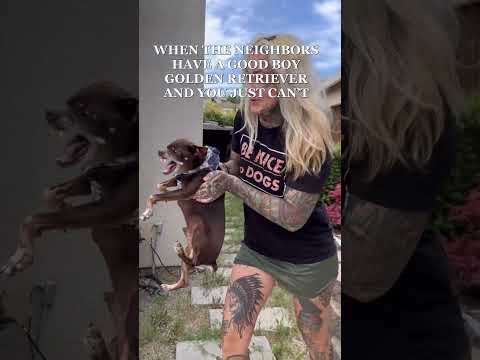 Small Dogs vs. Everyone