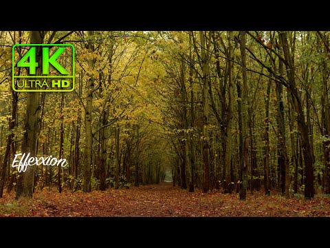 Autumn Forest - Dreamy Relaxation Music And Tranquility - 4K UltaHD