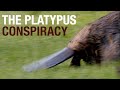 Platypus Behavior and Characteristics