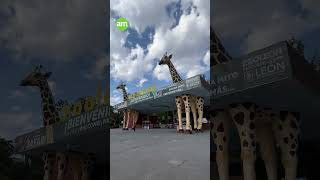 Zoológico de León revoca a Alejandro Román como director tras denuncias de grupos animalistas