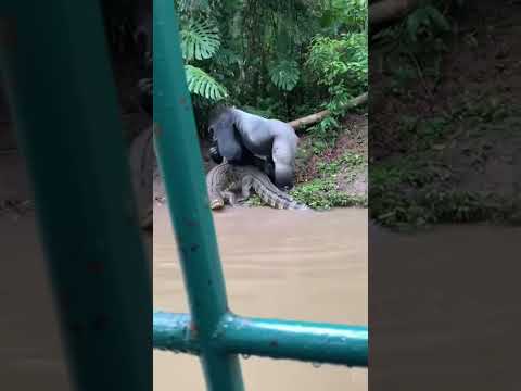 Silverback Gorilla vs Crocodile: Who Wins? ๐ฆ๐ #shorts