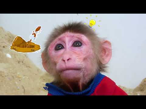 Monkey and crab story