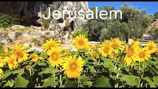 You’ve Never Seen Anything Like This! Sunflower Oasis 🌻 → Old City of Jerusalem.