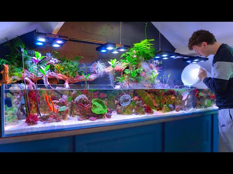 I Added Freshwater Fish to My Saltwater Paludarium – Incredible Results!