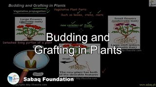 Budding and Grafting in Plants