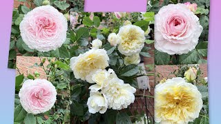 The Pilgrim & James Galway both DA roses in my garden 2026