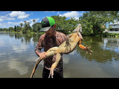 Reptiles Invasores Cazados Y Cocinados P2