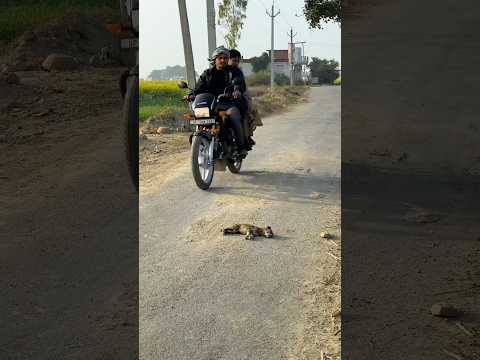 Ye dekh kar samajh aata hai insaniyat kya hoti hai 💔 #viralshort #viral #animals #shorts