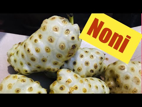 ⭐️Os benefícios do NONI para a sua SAÚDE Comprovados cientificamente