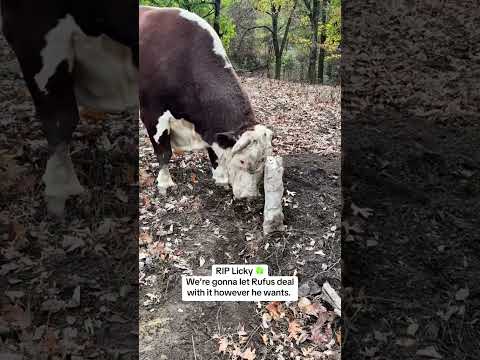 Rufus is saying goodbye to Lucky a year ago #rufusthebull #cow #lucky