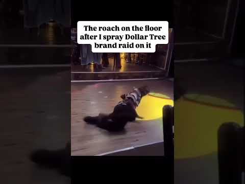 He’s sick #sick #dance #fire #roaches #infestation #howtodance #dancelove #power #king #nature