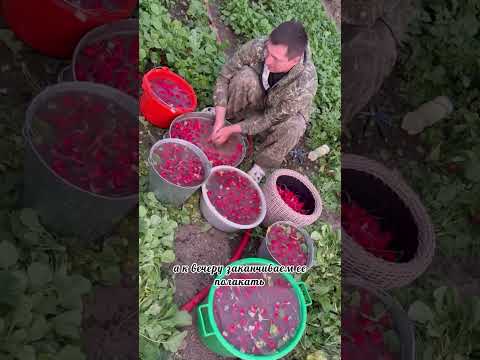 Готовим редиску на продажу #огород #дача #жизньзагородом #сад