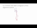 Digestive System Functions and Processes