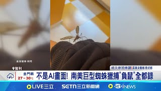 澳洲竹節蟲長成巨無霸! 體長將近"40公分"不是AI畫面! 南美巨型蜘蛛獵捕"負鼠"全都錄│萌寵54來當家20250802│三立新聞台