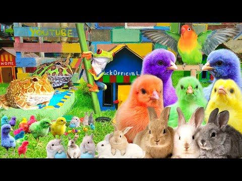 Wow, Catch Cute Chickens, Colorful Chickens, Rainbow Chickens, Ducks, Rabbits, Frogs, Fish, hamsters