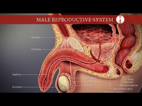 The Male Reproductive System - Explained Step by Step