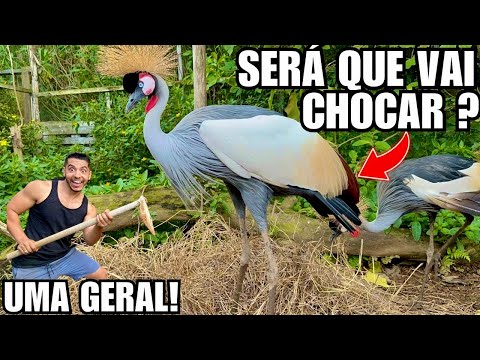 Cuidando dos filhotes e Ninho do Grou  | Atualizando as obras e organizando tudo | Aves Recriar