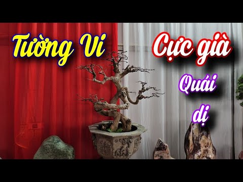 SH.10067. Cây Tường Vi thân quái cực kì già chơi đẹp quá.