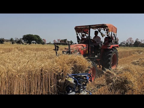 गेहूं की बंपर पैदावार | कटाई का हुआ शुभारंभ | गेहूं काटने और गट्ठे बॉधने की मशीन Kubota Tractor