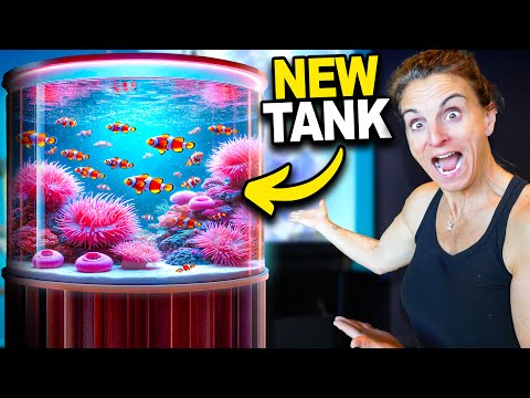 Setting Up My New Clown Fish Tank!