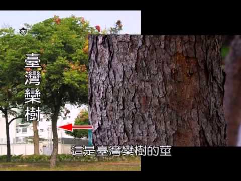 植物身體有哪些部位 - YouTube