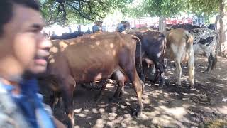 Bonitas vacas Paridas en San Miguel El Salvaror 