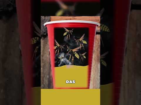 Die Wahrheit über den Trick mit Wespen und Benzin #tiere #shorts