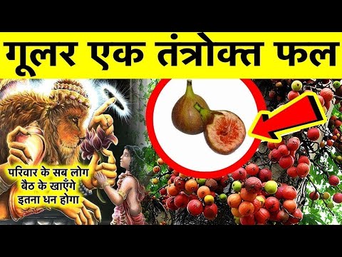 गूलर पेड़ के अनगिनत फ़ायदे माता लक्ष्मी खींची चली आएँगी सात जनम तक धन ख़त्म नहीं होगा