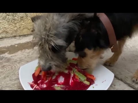 Perro pequeñito abandonado se acerca a comer rollos de carne y verduras (original)