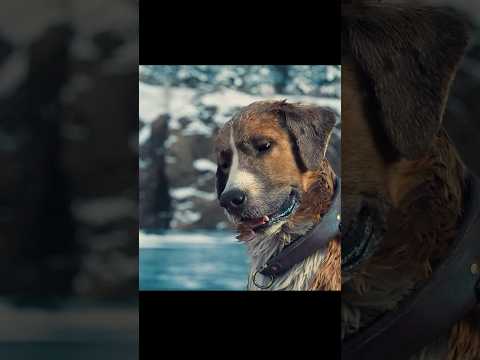 Dog Buck saves lives #shortvideo #shorts #trending #viralvideo #thecallofthewild #2020 #adventure