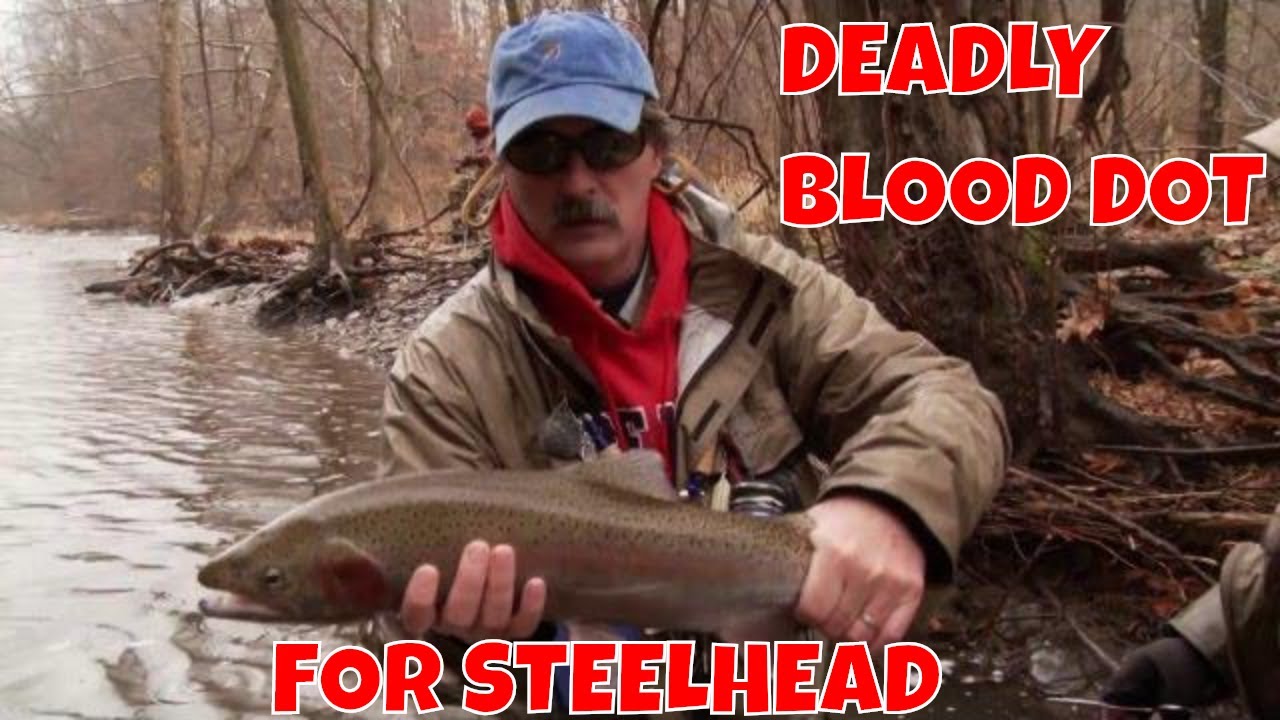 Steelhead on the DEADLY Blood Dot Fly - The New Fly Fisher