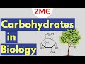 Exploring the Role of Carbohydrates in Biological Systems
