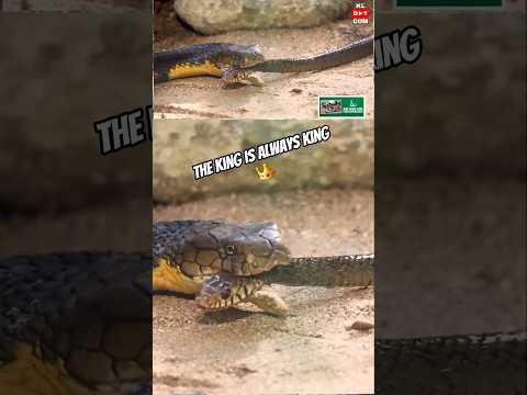 രാജാവ് 👑രാജവെമ്പാല 🔥#kingcobraattack #wildlife #kingcobra