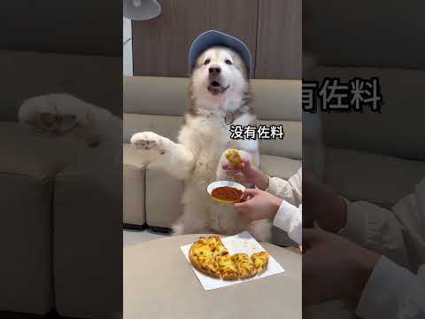 How picky can a dog be? Come and show off your pet.