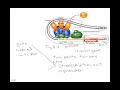 Gene Regulation and Transcription Units