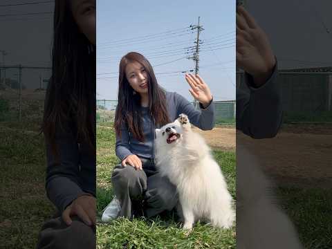 飼い主の動きをしっかり見て真似する相棒が今日も賢い