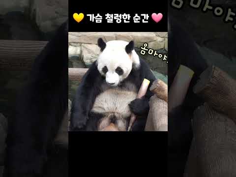 ❤️러바오의 가슴 철렁한 순간💕LeBao and Bamboo shoots❤️ #shorts  #러바오 #lebao