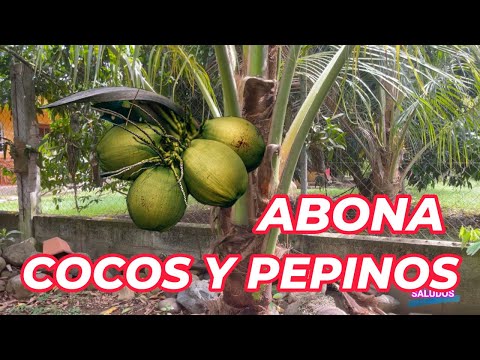 COMO ABONAR COCOS Y HORTALIZAS PARAS MAYORES COSECHAS EL MEJOR TRUCO
