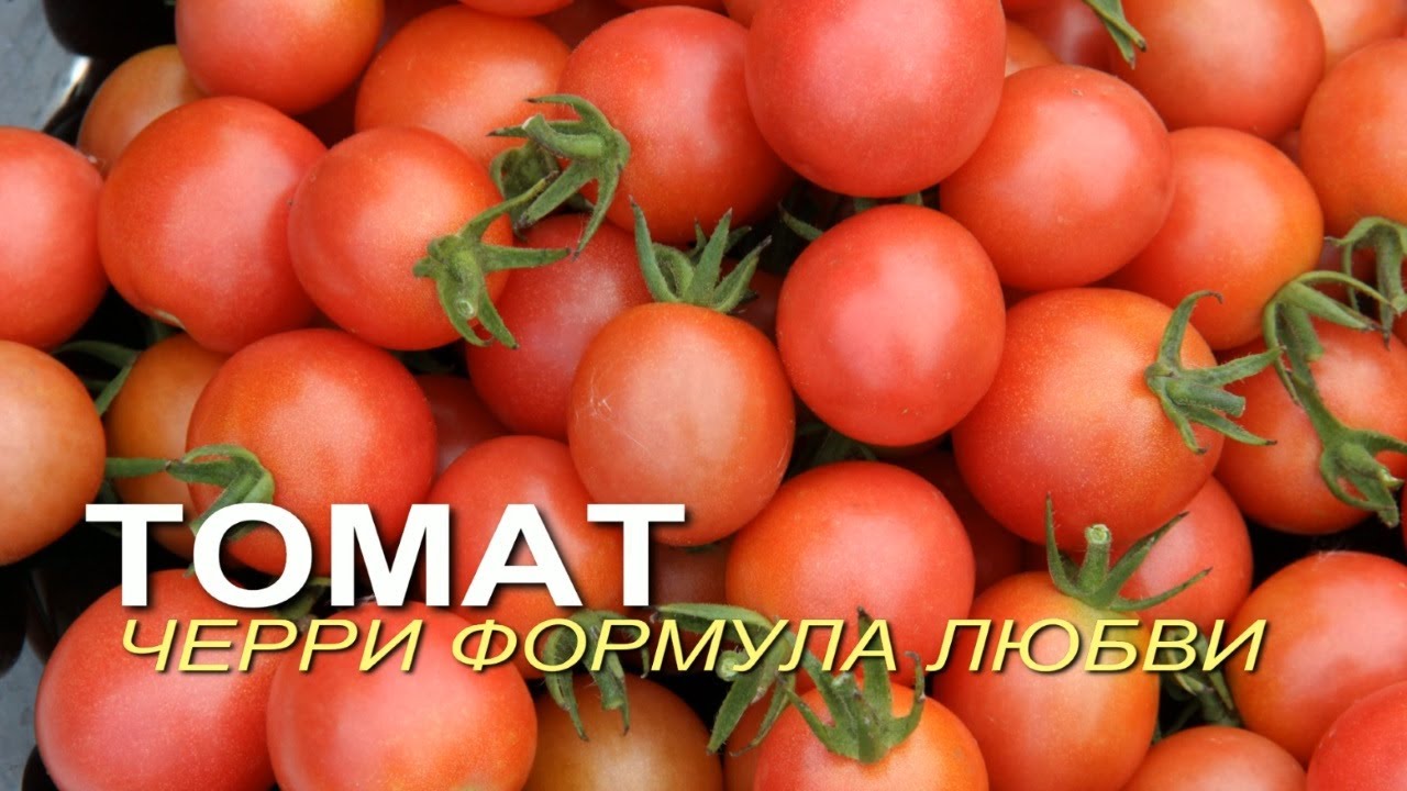 Этот сладкий томат растет без всяких хлопот в открытом грунте!