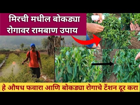 मिरचीवर येणाऱ्या बोकड्या रोगावर रामबाण 100% Organic उपाय | Mirchi lagwad mahiti